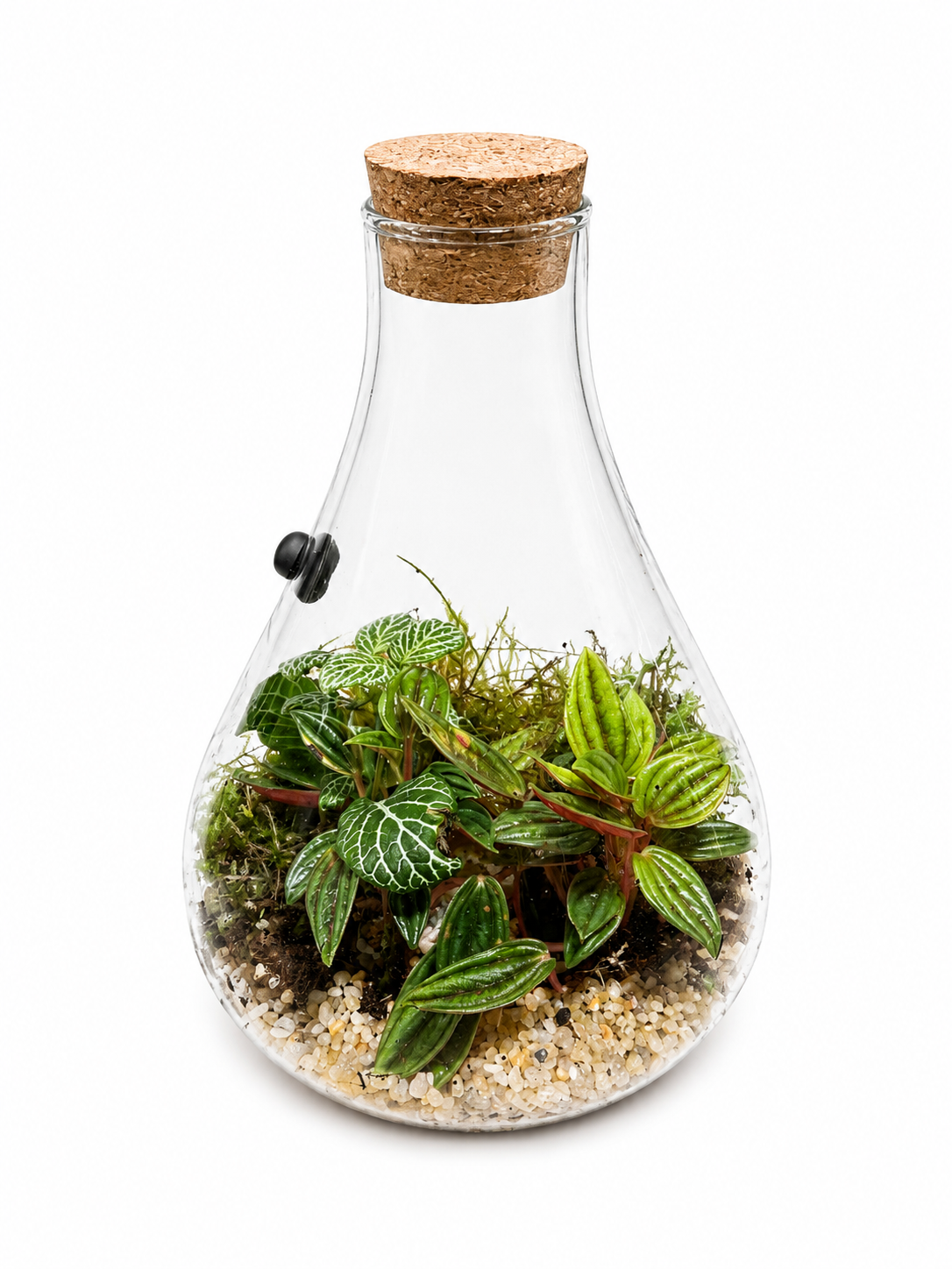 Fittonia &amp; Peperomia Closed Terrarium in Glass Bottle – Live Tropical Mini Garden