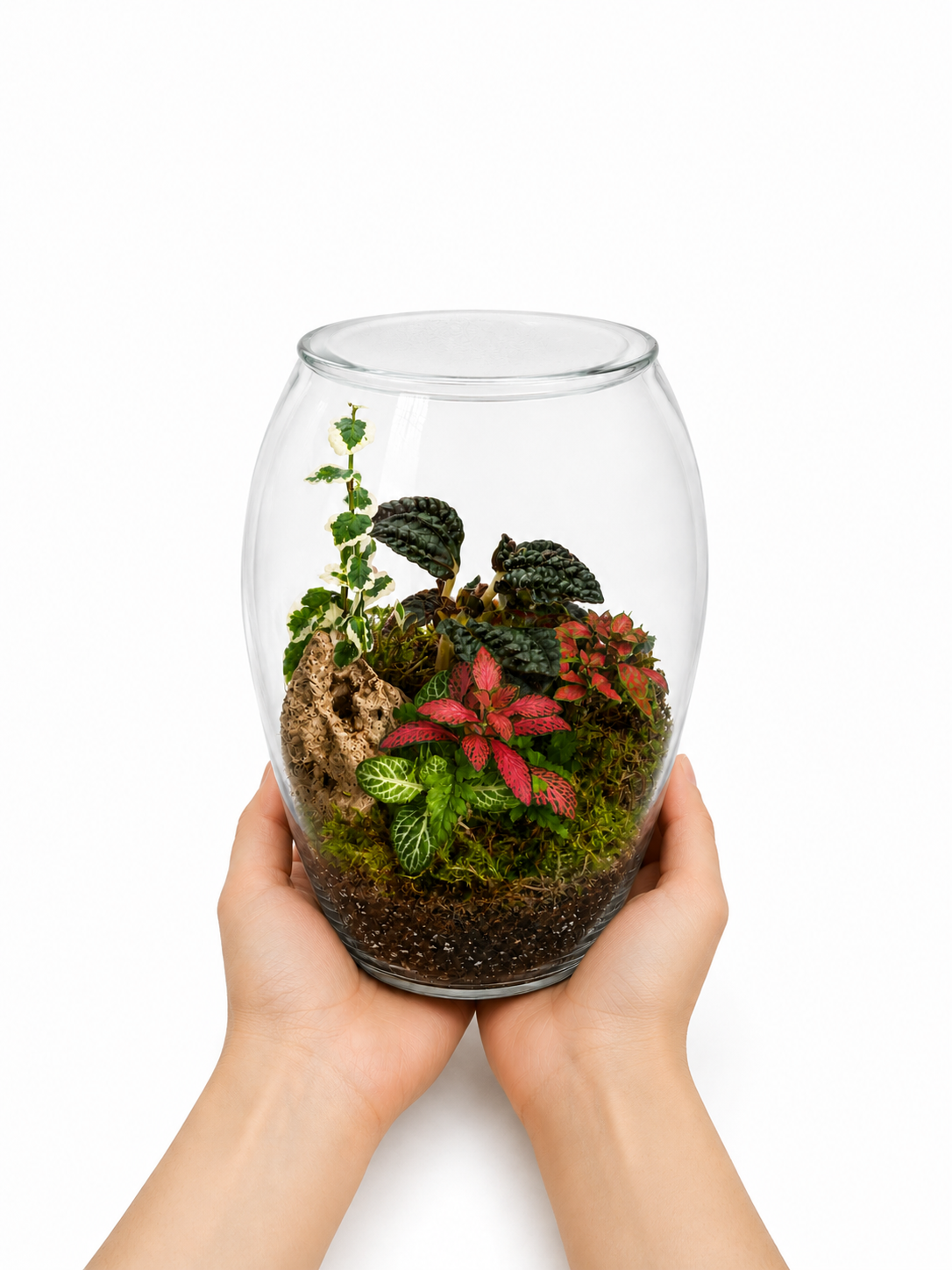 Pilea Moon Valley Closed Terrarium – Tropical Glass Ecosystem 22x15cm