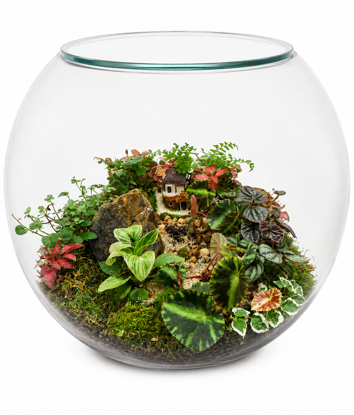 Begonia Peperomia Moon Valley Fairy Garden Closed Terrarium - Mini Ecosystem 40x35cm
