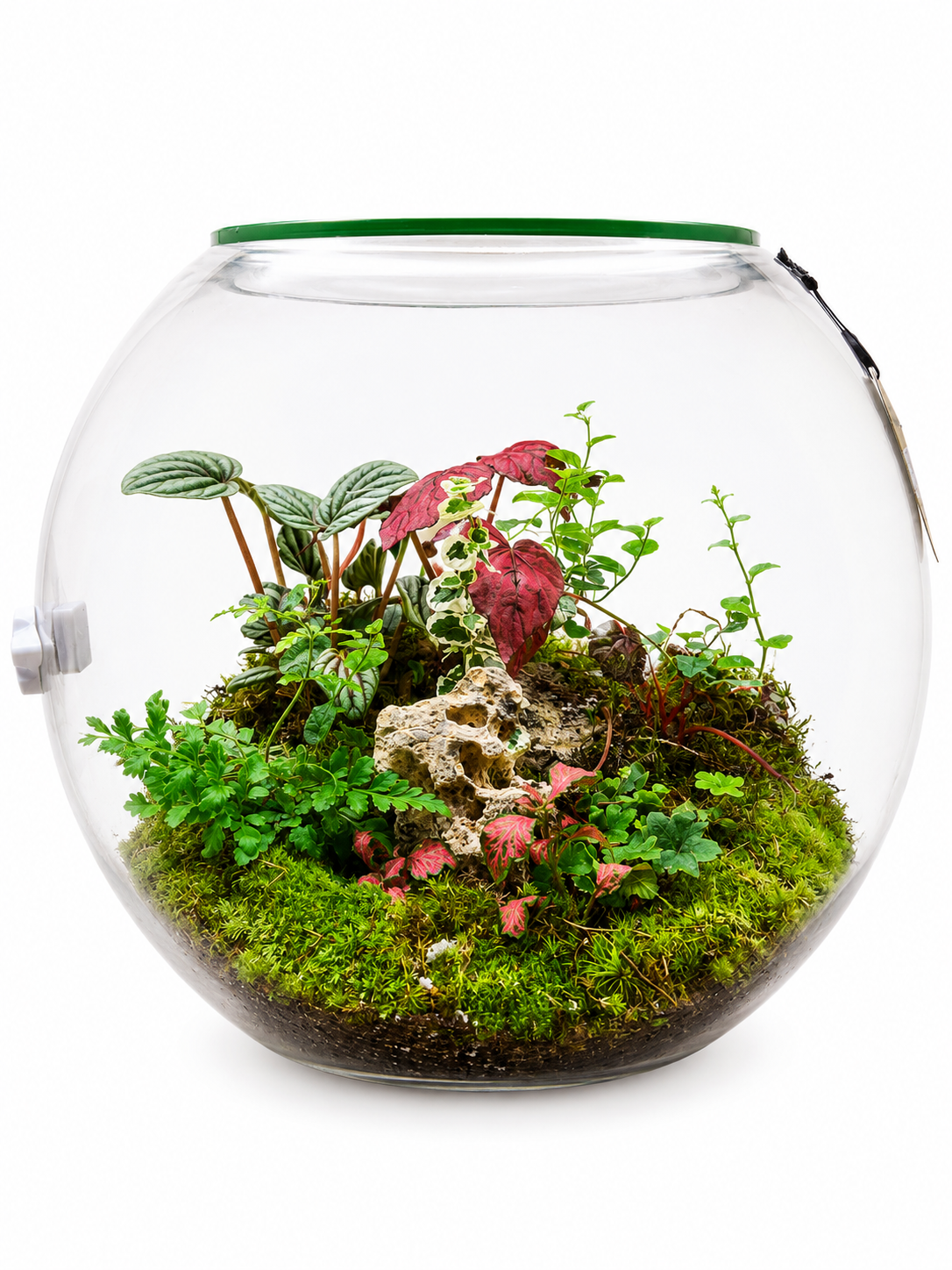 Peperomia Caperata Silver Ripple Closed Terrarium – Premium Miniature Tropical Ecosystem 35x40cm