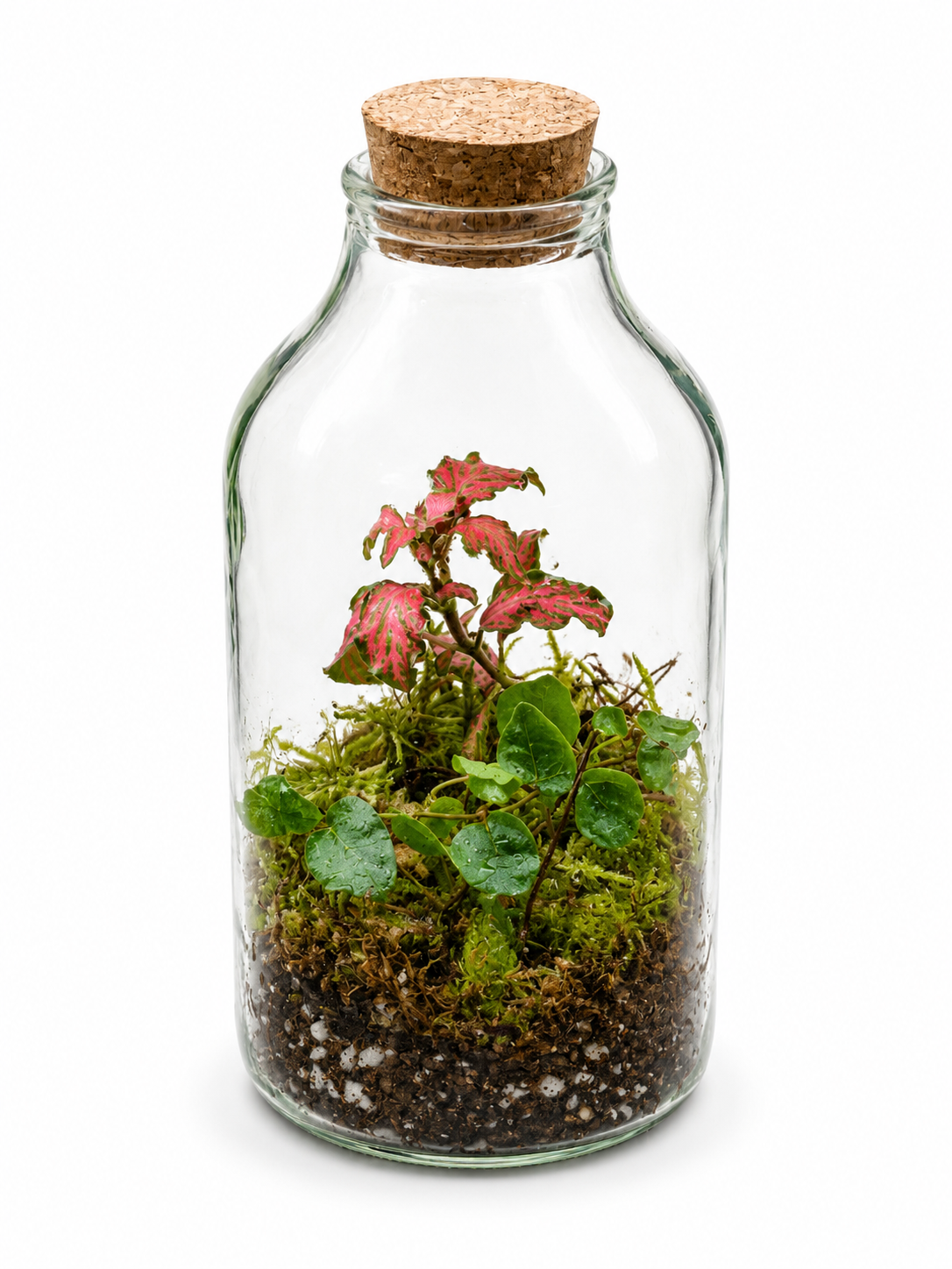Rosy Moss Bottle Closed Terrarium - Mini Ecosystem