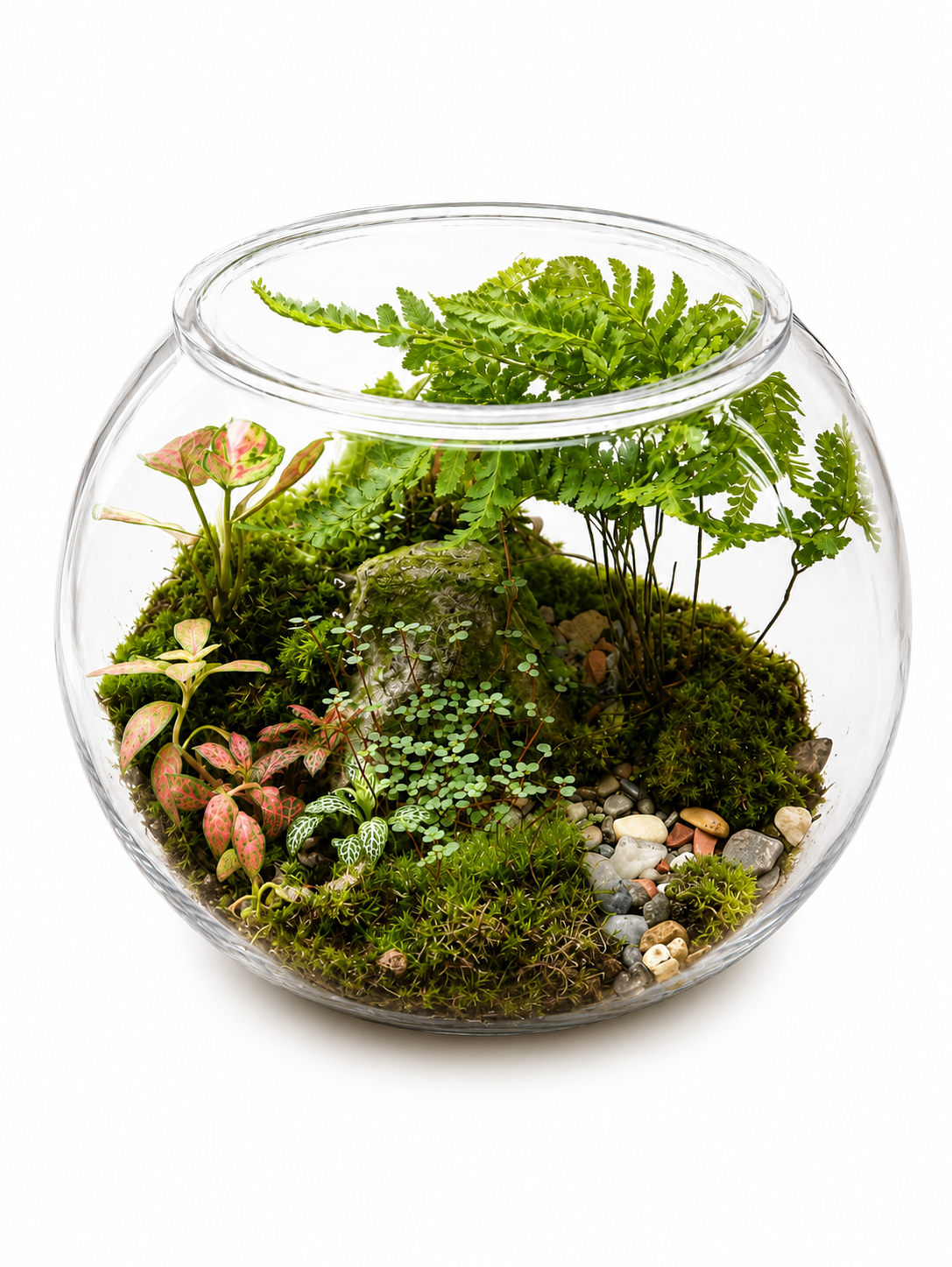 Forest Fern Open Terrarium – Moss &amp; Fittonia Glass Garden Mini Ecosystem