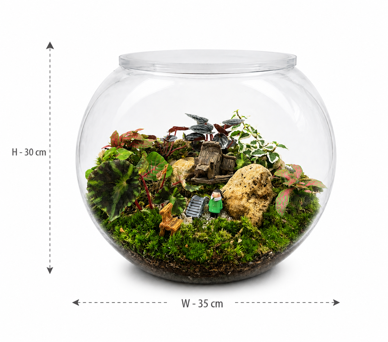 Begonia Rex Closed Terrarium Landscape – Handcrafted Mini Ecosystem 30x25cm