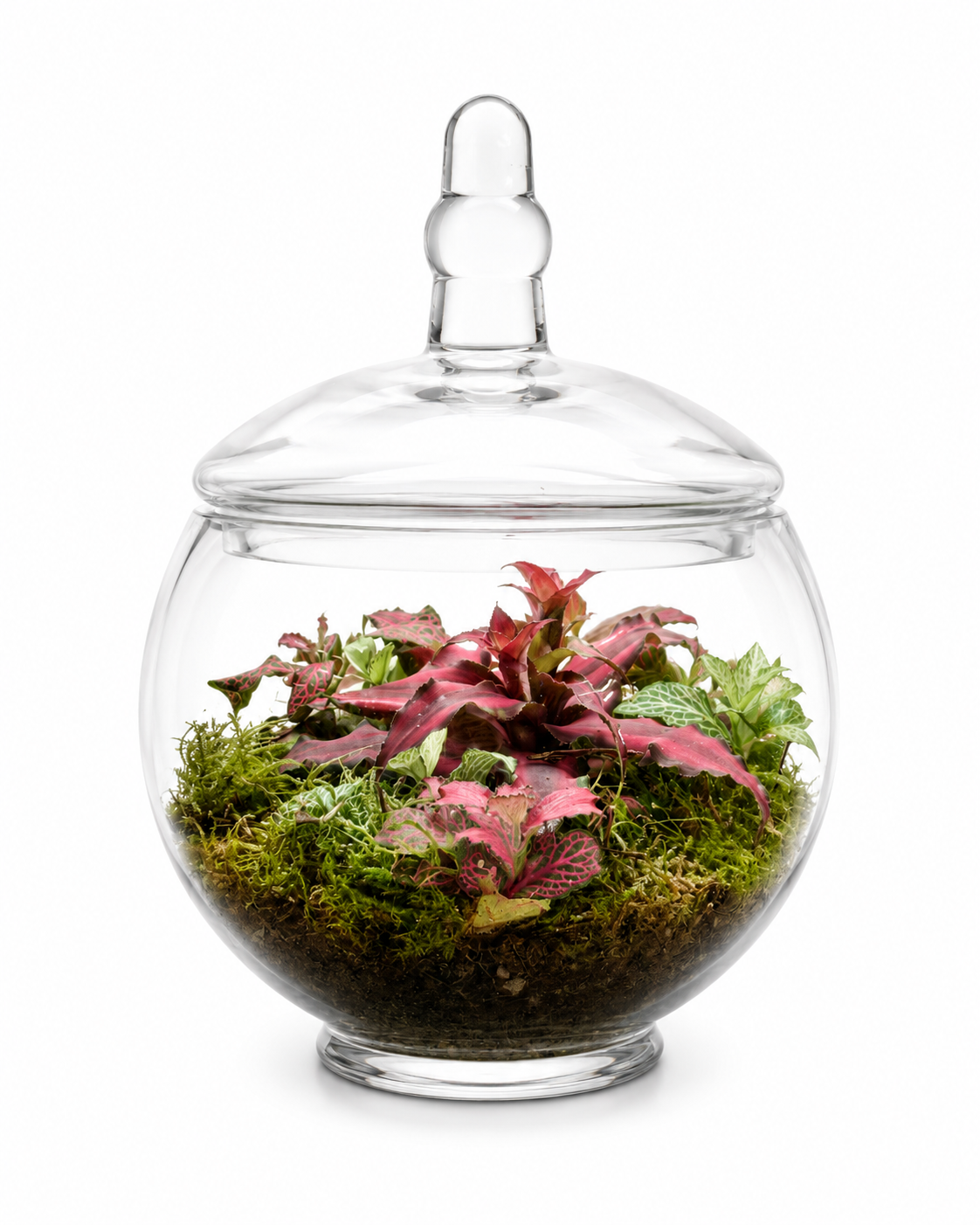 Rosé Bloom Closed Terrarium - Mini Ecosystem
