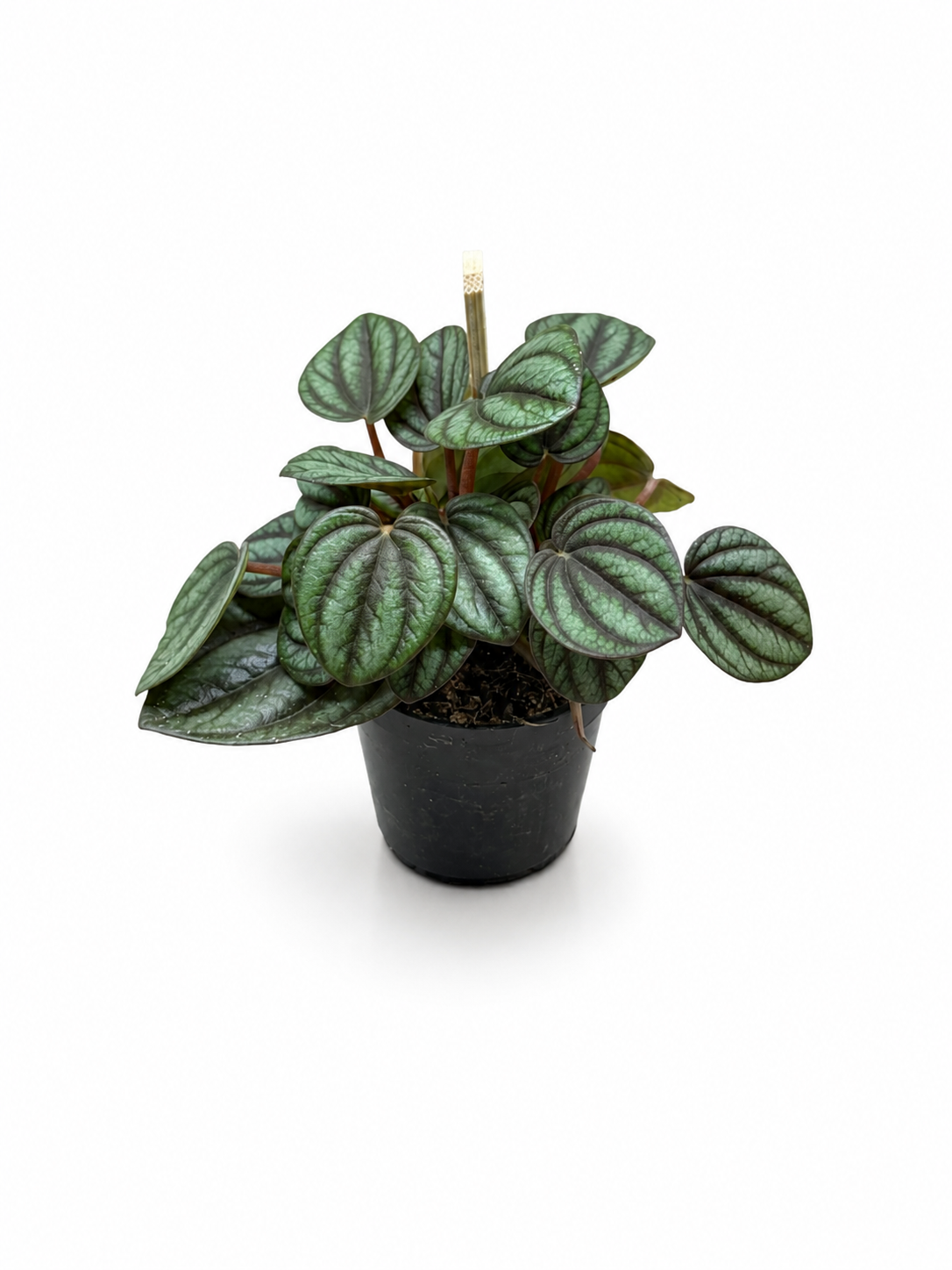 Small Watermelon Peperomia (Peperomia argyreia) – Decorative Indoor &amp; Terrarium Plant