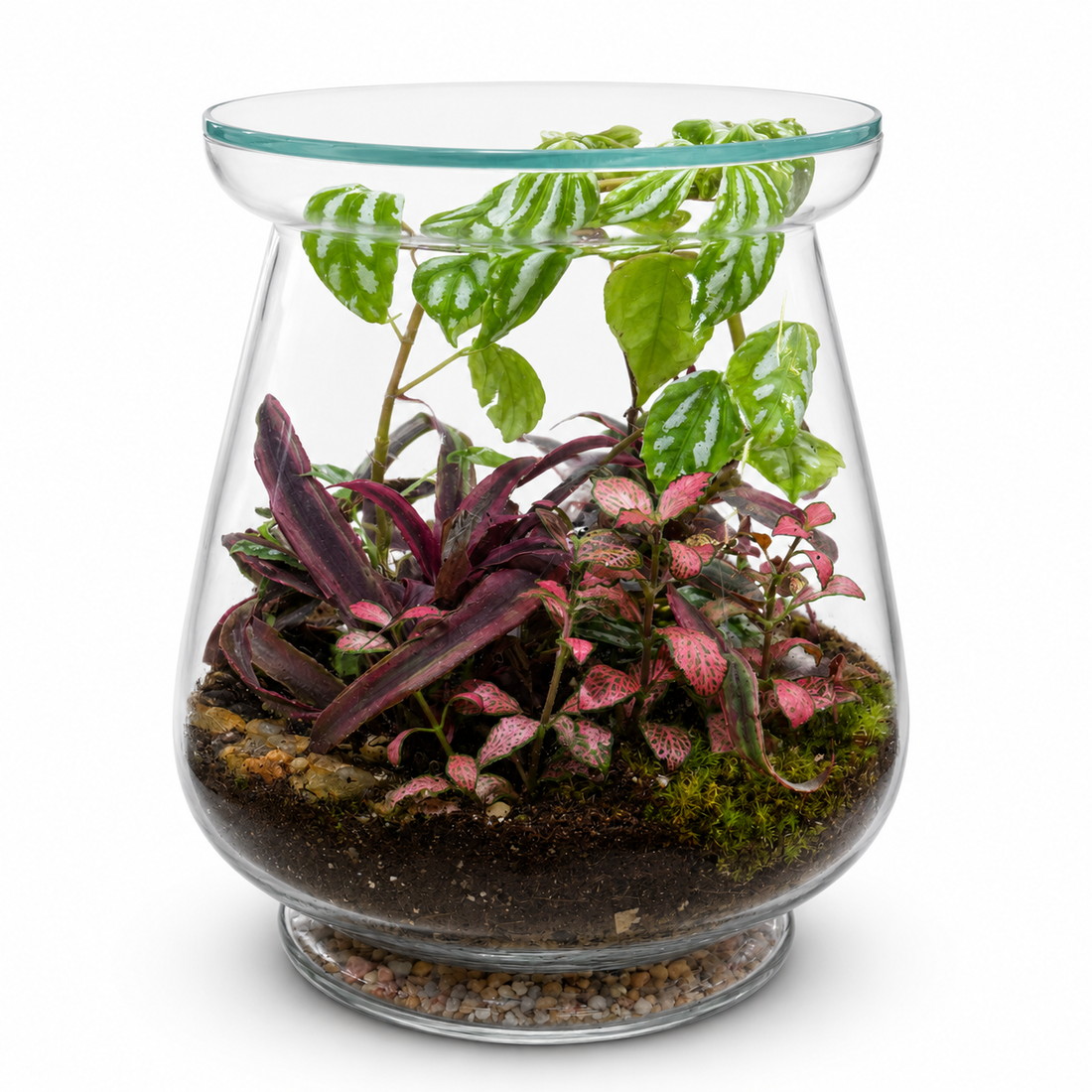 Emerald Canopy Closed Terrarium Mini Ecosystem – Tropical Fittonia &amp; Pilea Glass Garden