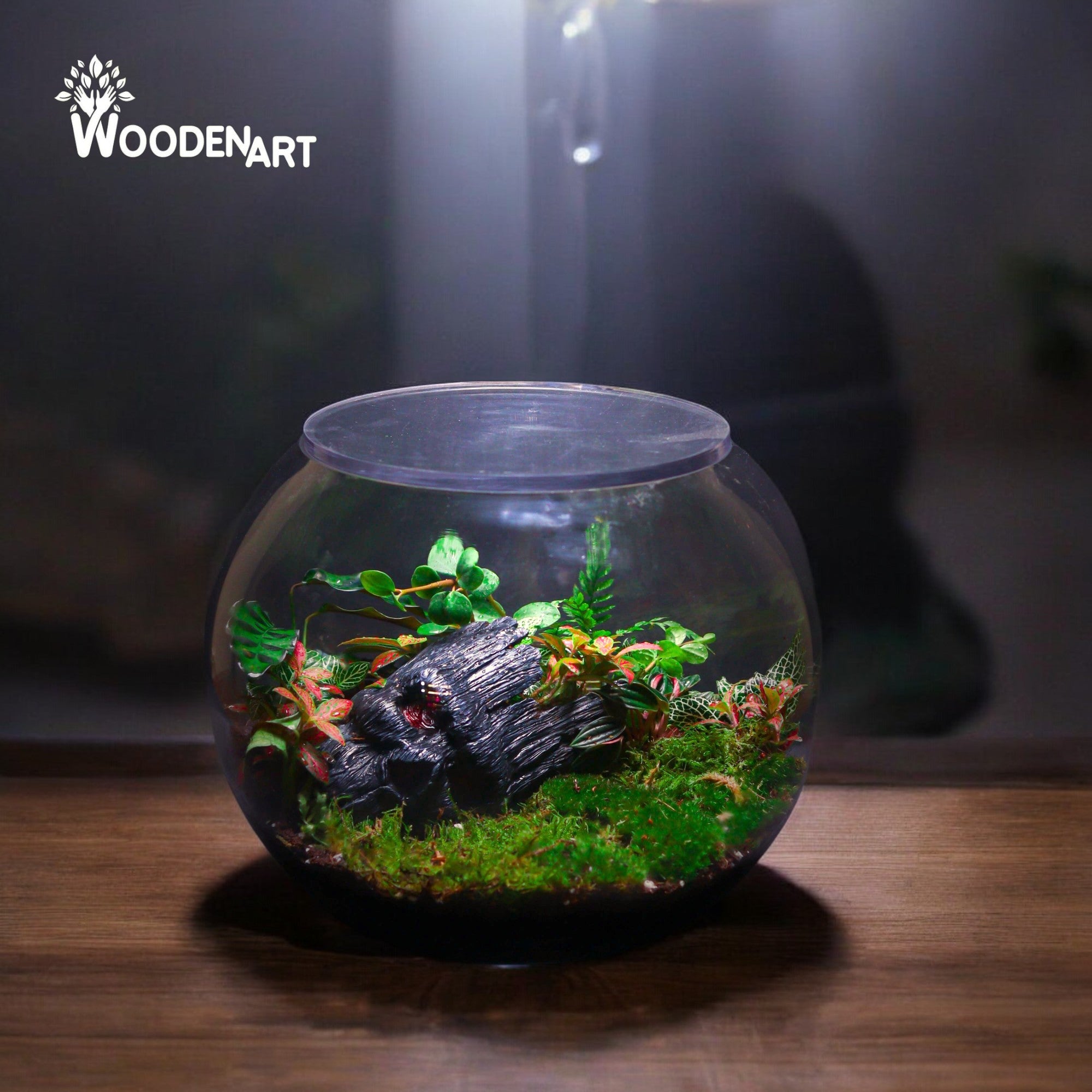 Various Balance Terrarium