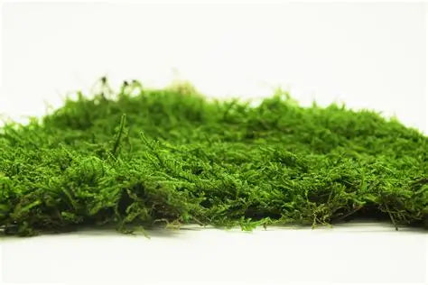 Premium Flat Moss from Holland – Natural Terrarium Ground Cover 24x24 cm pack