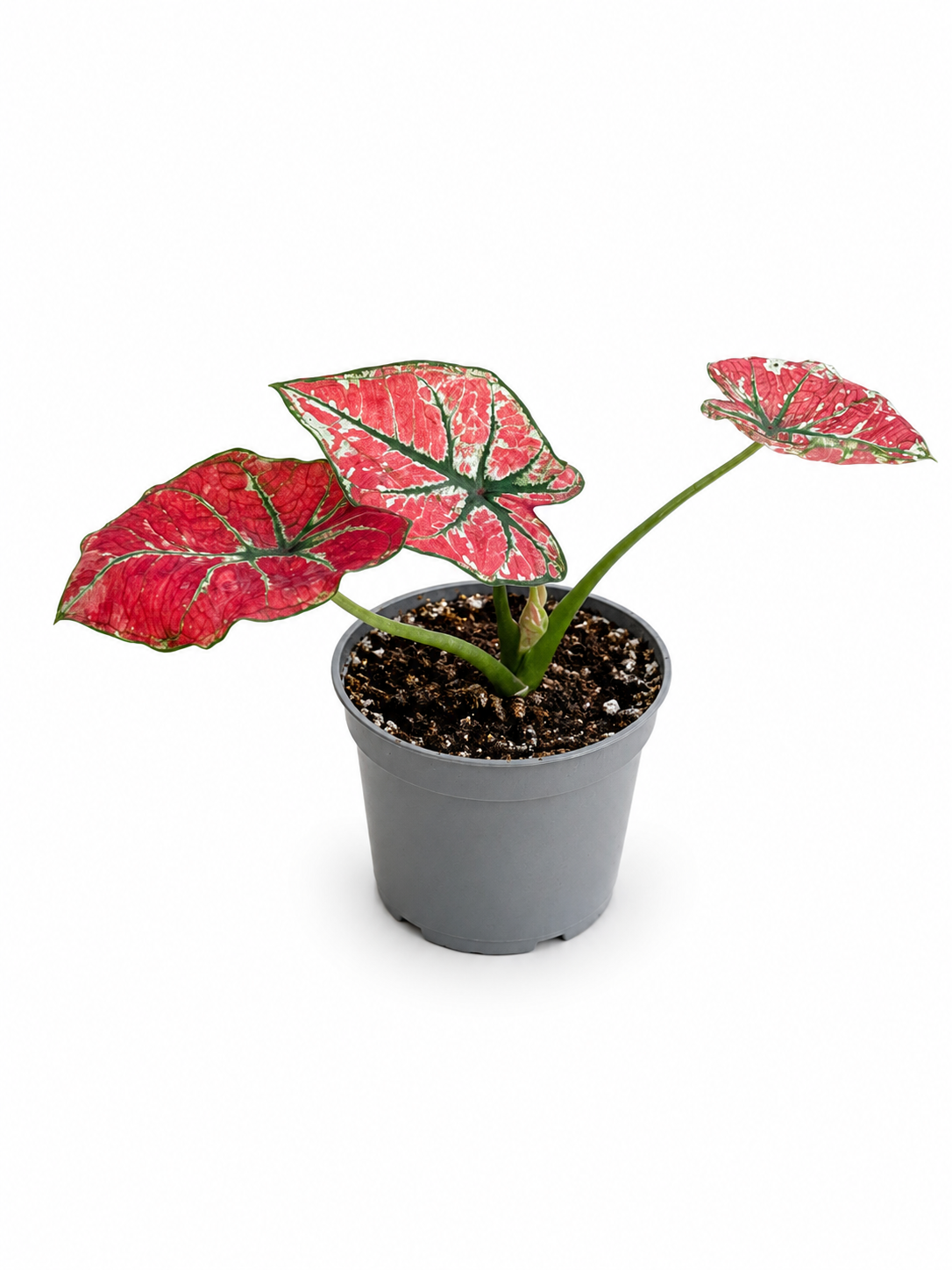 Pink Caladium Mini – Tropical Heart Leaf Indoor Plant