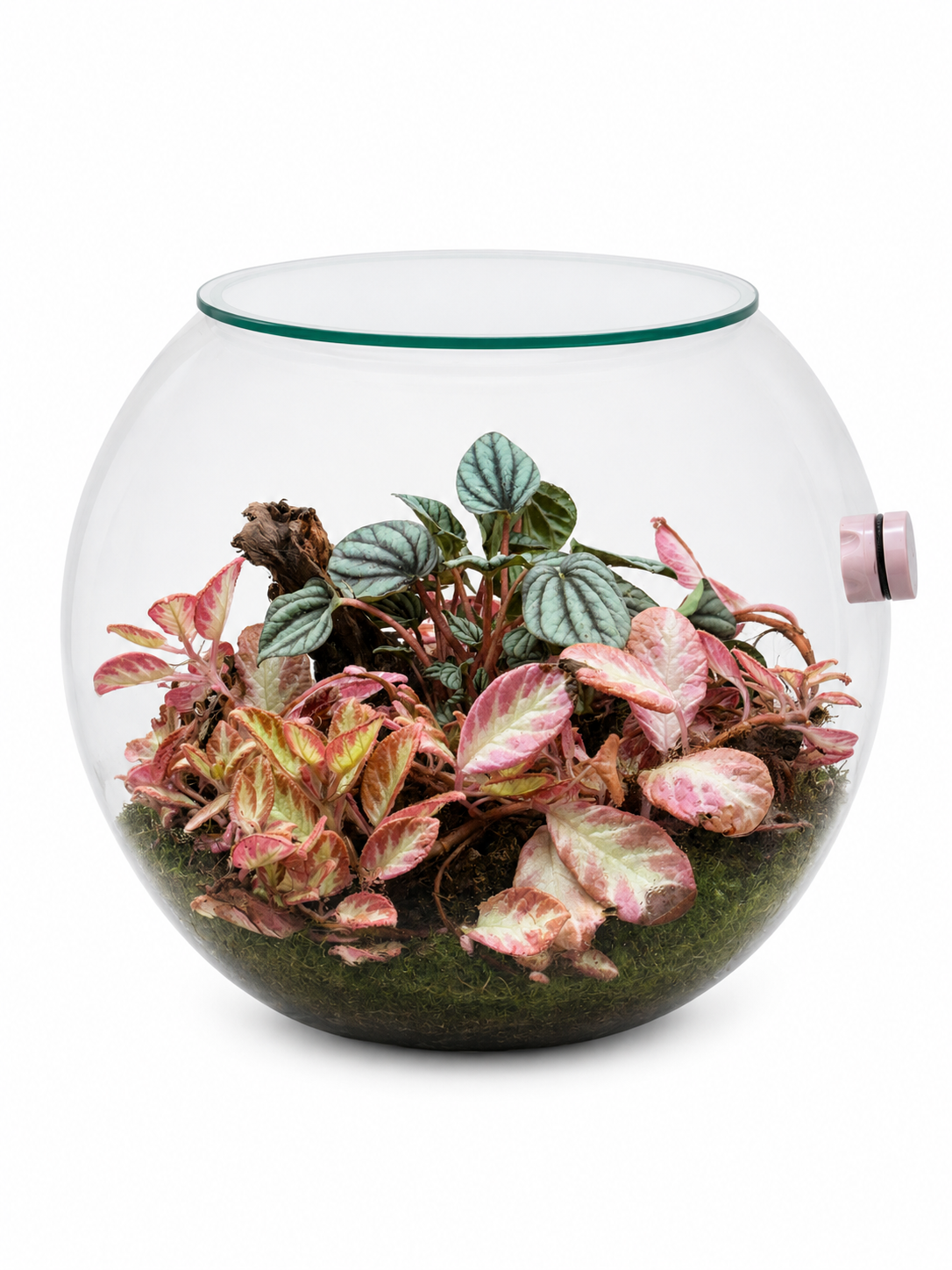 Blush Pink Closed Terrarium Mini Ecosystem – Fittonia &amp; Peperomia Glass Garden