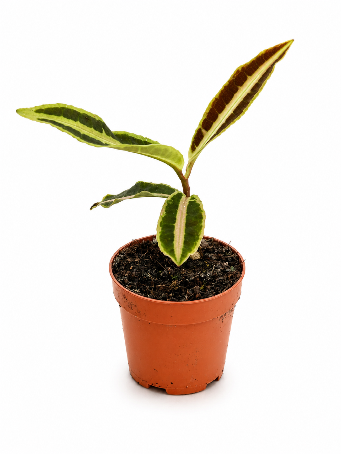 Labisia sp  ‘Jambi’ – Rare Tropical Foliage Plant in Nursery Pot