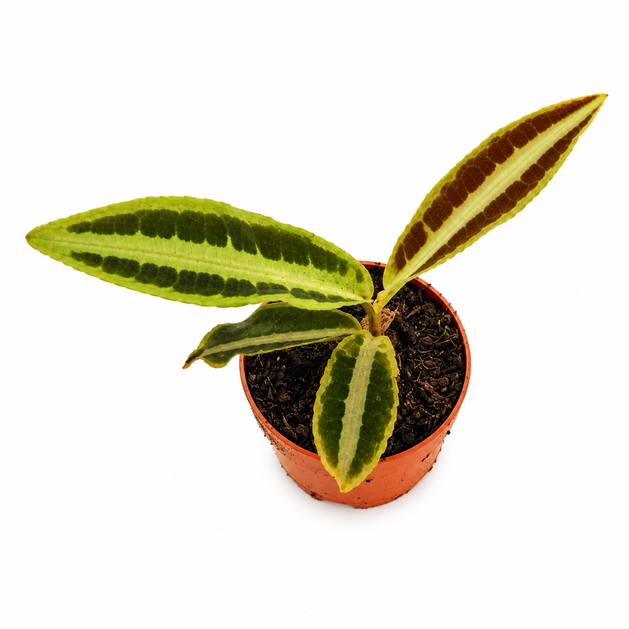Labisia sp  ‘Jambi’ – Rare Tropical Foliage Plant in Nursery Pot