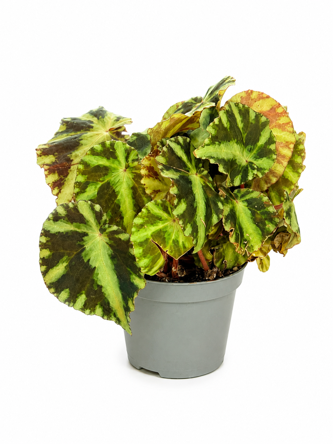 Variegated Rex Begonia – Tropical Foliage Indoor Plant